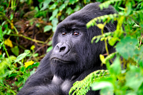gorilla trekking rwanda, gorilla safaris rwanda, gorilla tours rwanda, gorillas in rwanda, rwanda gorilla tours, mountain gorillas rwanda, rwanda gorilla trek
