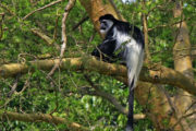 nyungwe canopy walkway, nyungwe national park, chimpanzee tracking in rwanda, chimp tracking in nyungwe, nyungwe chimpanzees, rwanda chimp tracking, nyungwe forest, nyungwe forest national park, [nyungwe national park],"nyungwe", national park, waterfalls in nyungwe national park, canopy walkway rwanda, nyungwe, chimp tracking rwanda, nyungwe park, nyungwe national park, chimpanzee tracking