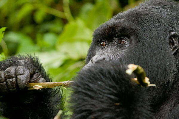 rwanda gorilla trekking, rwanda gorillas, gorilla in rwanda, mountain gorillas in rwanda, rwanda volcano gorillas, gorilla tours rwanda, gorilla safaris rwanda, rwanda trekking safaris, gorilla trekking safaris