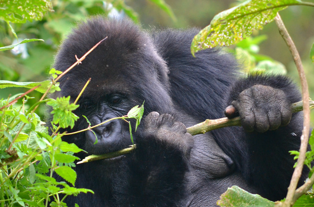 About Gorilla Trekking in Rwanda
