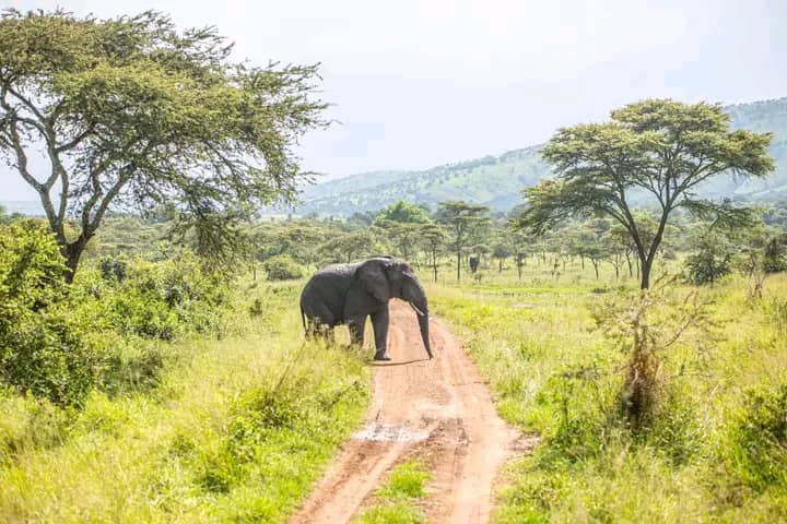 Akagera National Park Safari Experience