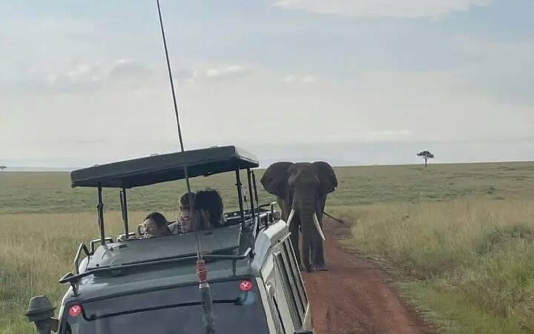 Best Tour Operator in East Africa to Offer Wildlife Safaris and Game Drives