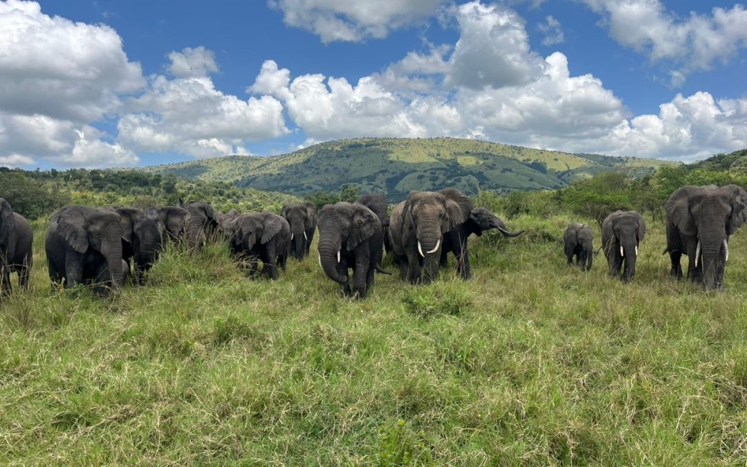 Big Five in Akagera National Park