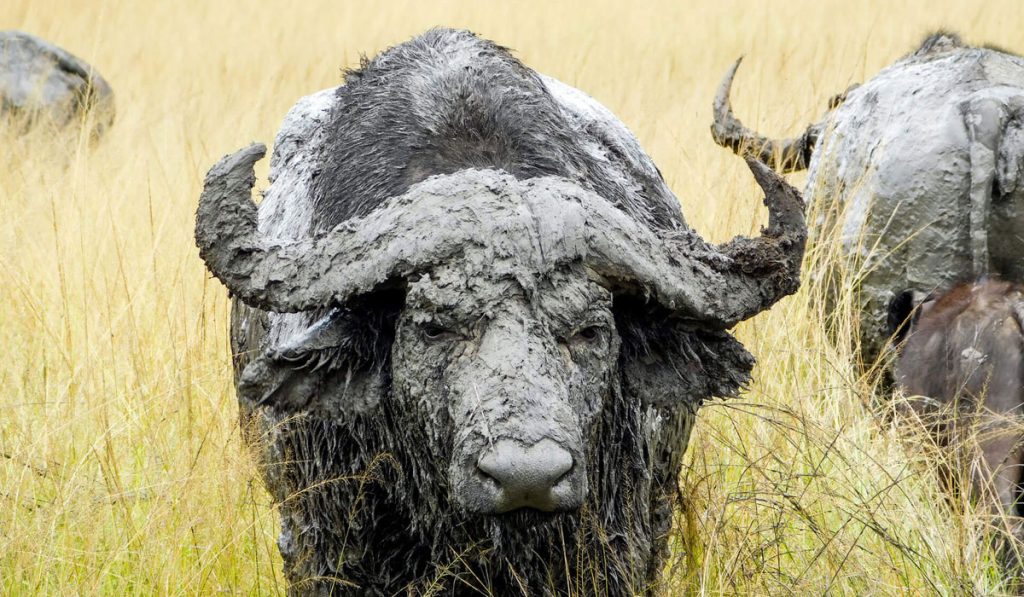 Safaris in Akagera National Park | Affordable Akagera Safaris & Tours in Rwanda