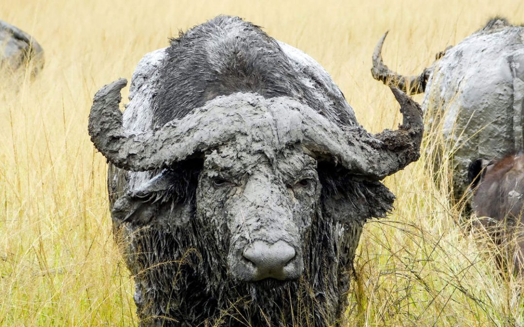 Safaris in Akagera National Park