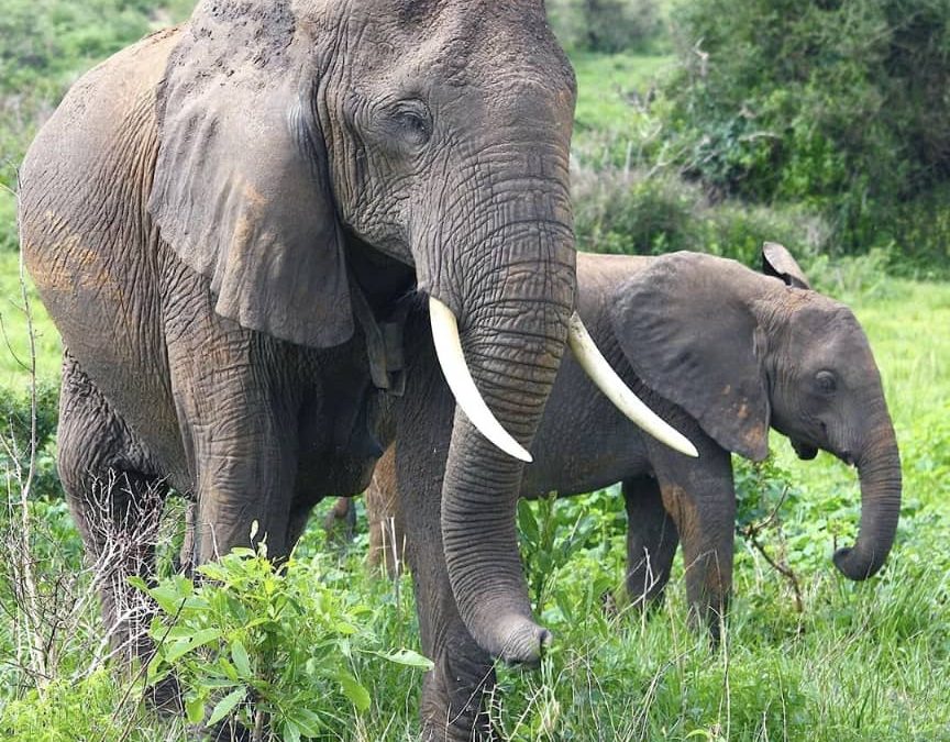 Safaris in Akagera National Park Rwanda (Ultimate 2026 Guide)