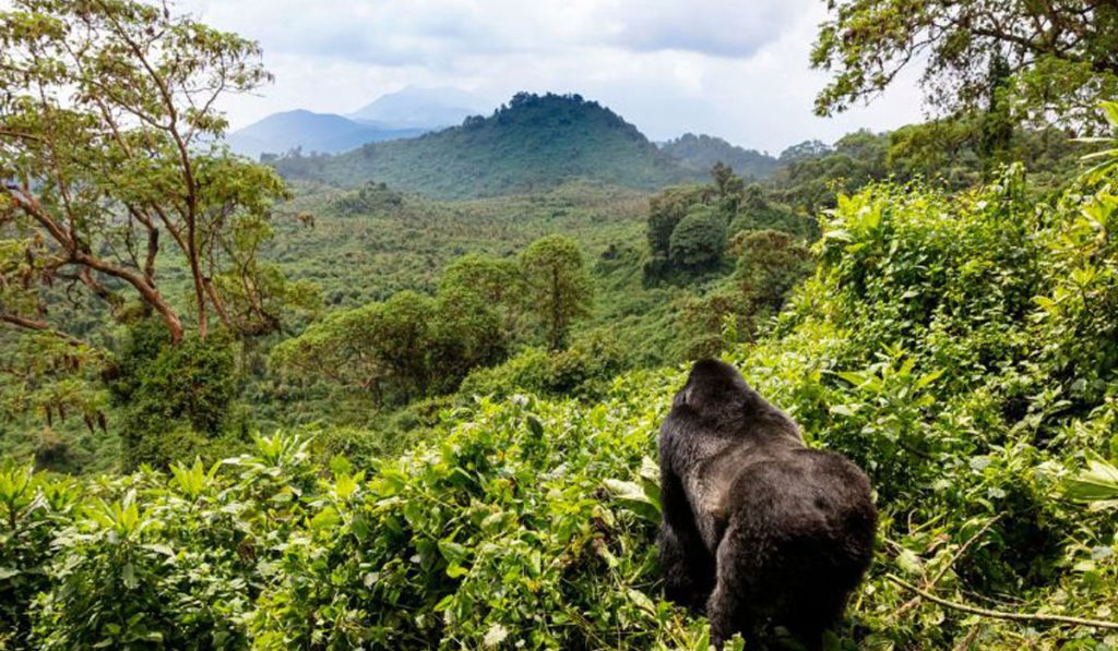 small group and private gorilla trekking, Small Group and Private Trekking