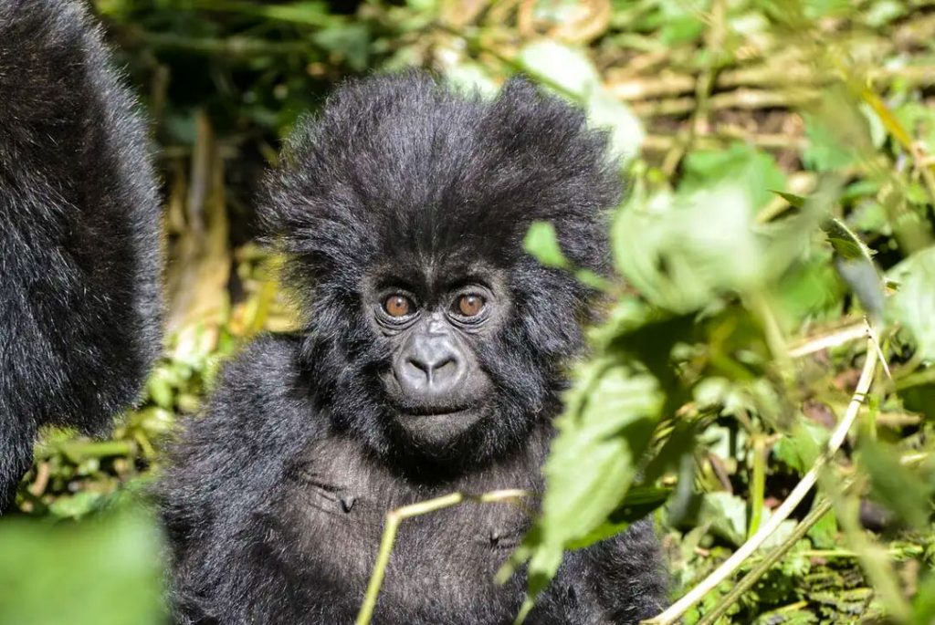 Wildlife Safaris and Gorilla Trekking Adventures in Rwanda