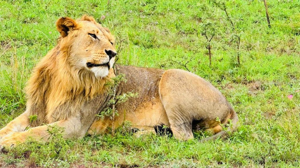 safaris in rwanda and Uganda