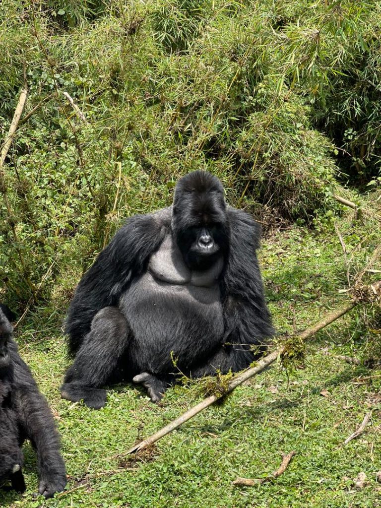 gorilla trekking in uganda, Uganda Gorilla Trekking Safaris