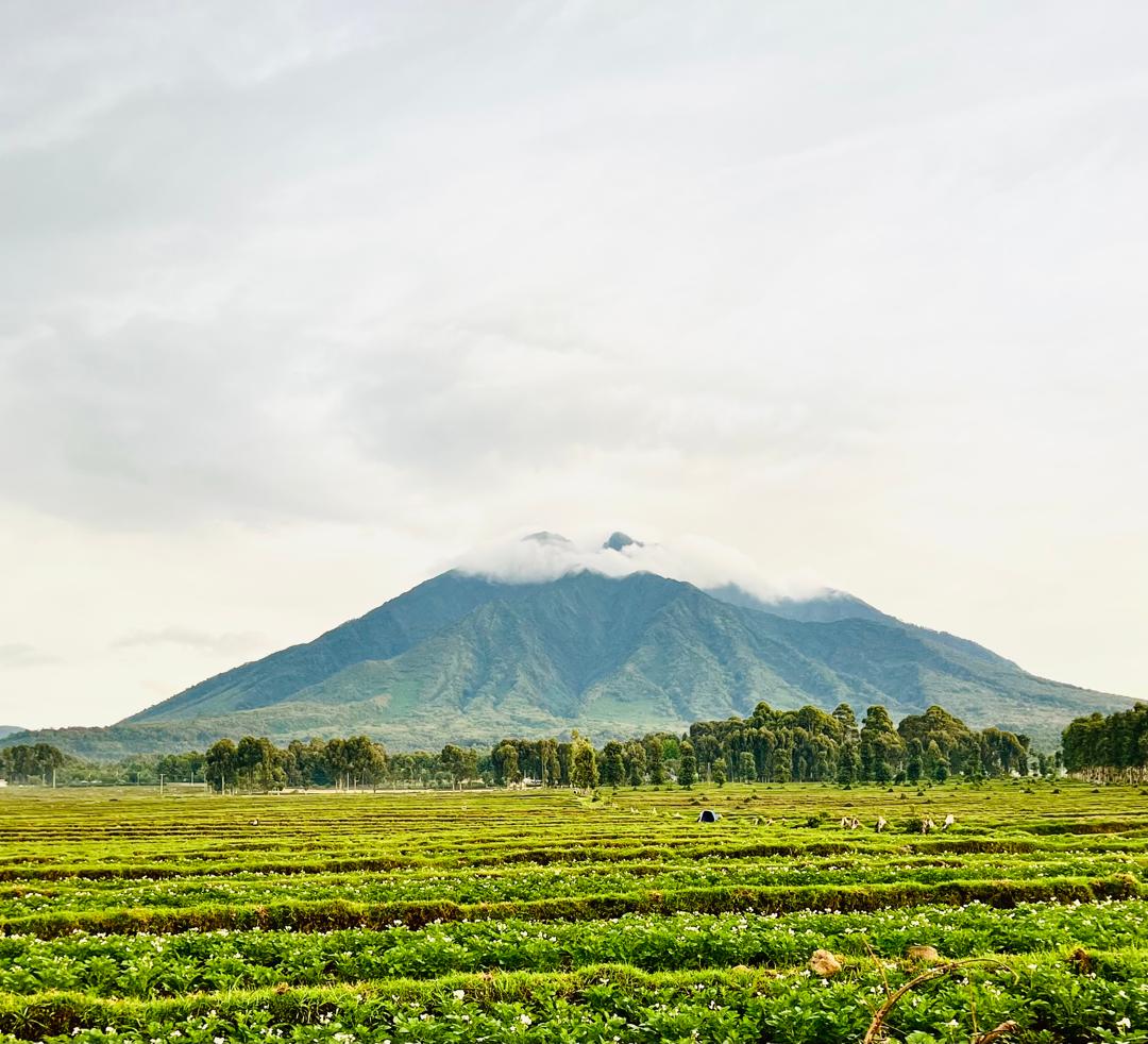 Gorilla Trekking Permits and Logistics Assistance in Rwanda