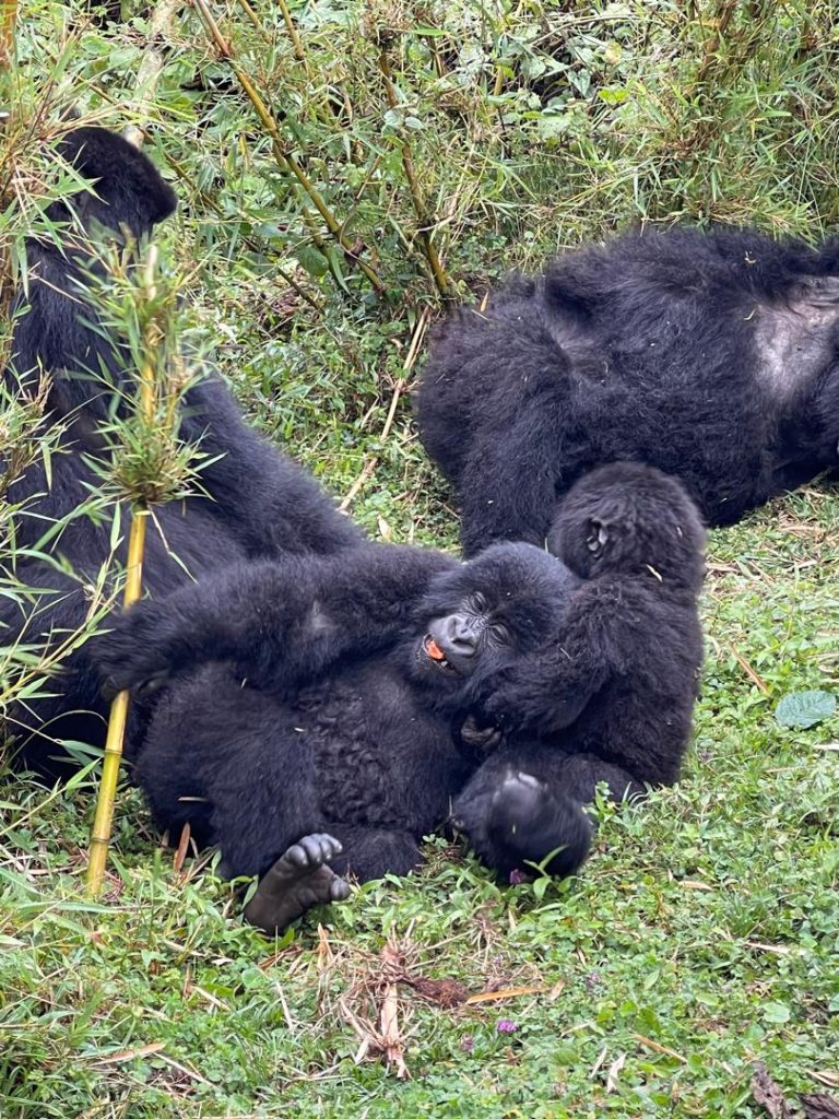 kwita izina 2026, baby gorilla naming ceremony, gorilla naming ceremony 2026, baby gorilla name 2026, Uganda gorilla trekking vs Rwanda gorilla trekking