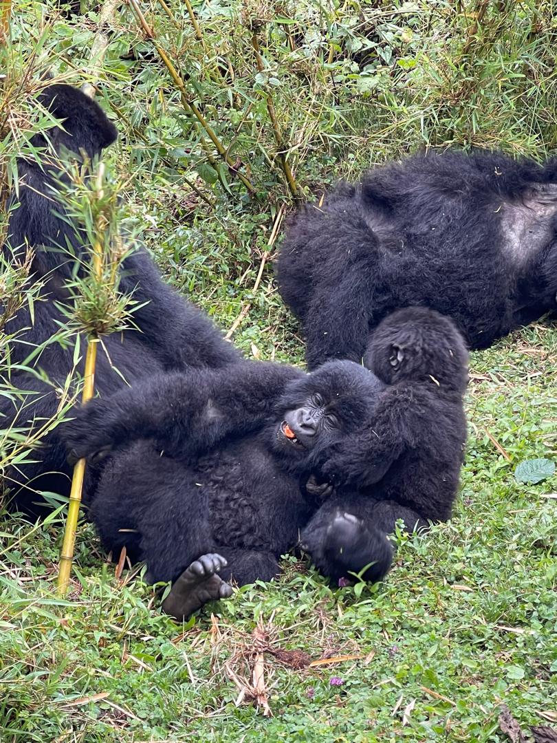 Gorilla Trekking Permits and Logistics Assistance in Rwanda