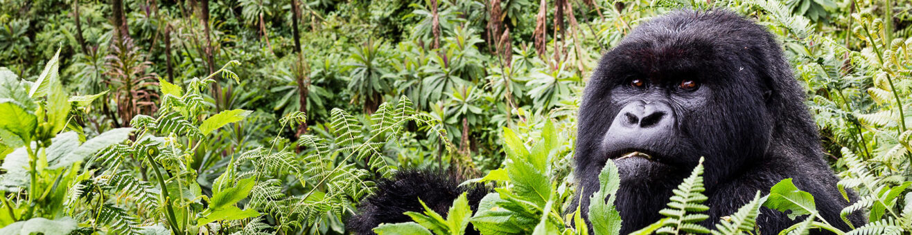 kwita izina 2026, baby gorilla naming ceremony, gorilla naming ceremony 2026, baby gorilla name 2026