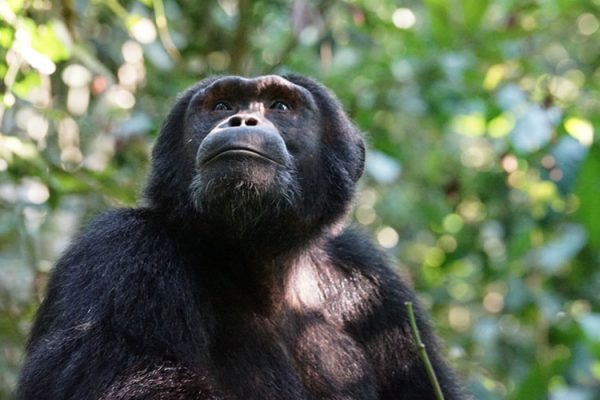 Gishwati-Mukura-forest-national-park