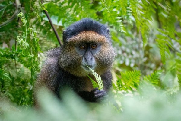 Golden-Monkeys-in-Rwanda