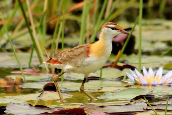 Lesser-Jacana-nyabarongo-wetland