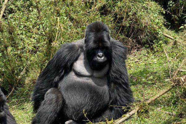 gorilla trekking in uganda