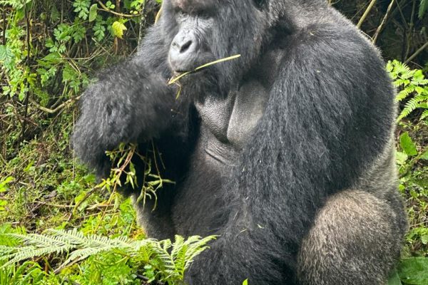 mgahinga gorilla trekking, gorilla safaris in mgahinga national park