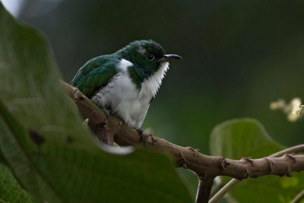 birds-of-volcanoes-national-park1