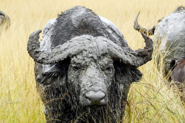 Safaris in Akagera National Park | Affordable Akagera Safaris & Tours in Rwanda