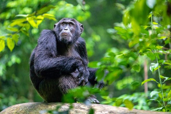 chimpanzee-tracking-in-Kibale-forest