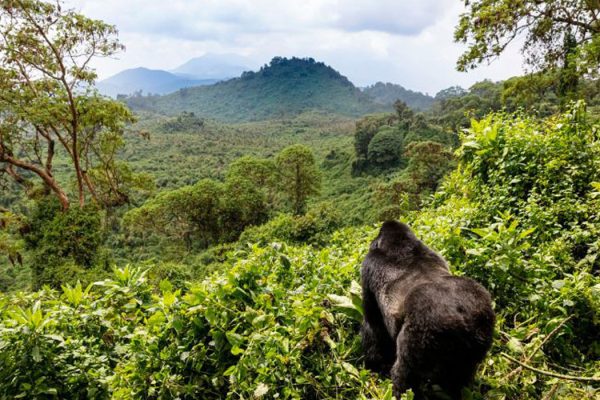 small group and private gorilla trekking, Small Group and Private Trekking